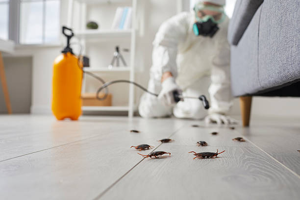 Commercial Kitchen Cockroach Control in Springmont
